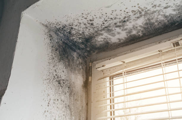 Affordable Mold Cleanup solutions in Burlington, CO